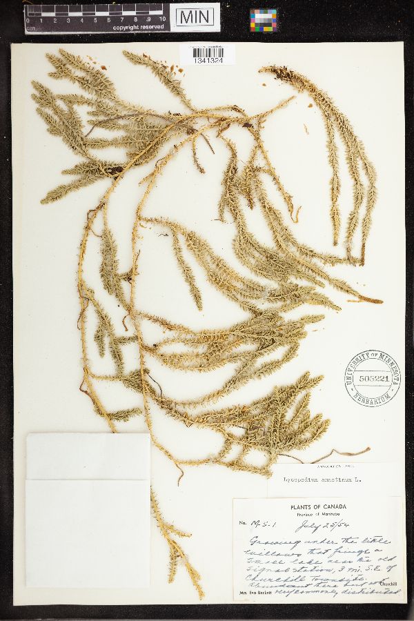 Spinulum annotinum image