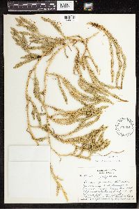 Spinulum annotinum subsp. annotinum image