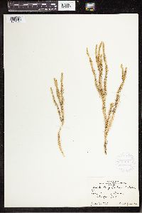 Spinulum annotinum subsp. annotinum image