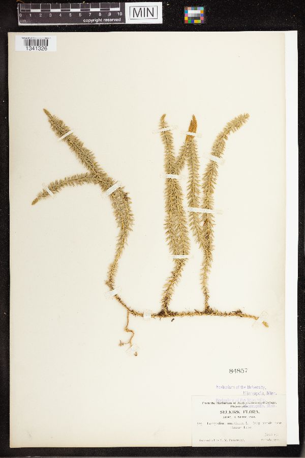 Spinulum annotinum image