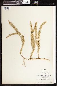 Spinulum annotinum subsp. annotinum image