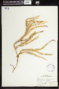 Spinulum annotinum subsp. annotinum image