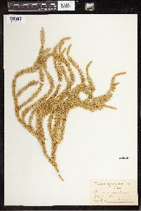 Spinulum annotinum subsp. annotinum image