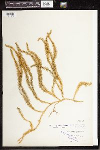 Spinulum annotinum subsp. annotinum image