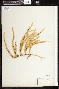 Spinulum annotinum subsp. annotinum image