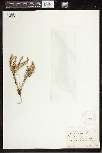 Spinulum annotinum subsp. annotinum image