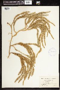 Spinulum annotinum subsp. annotinum image