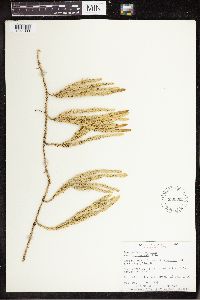 Spinulum annotinum subsp. annotinum image