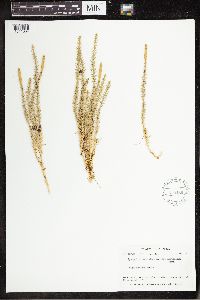 Spinulum annotinum subsp. annotinum image