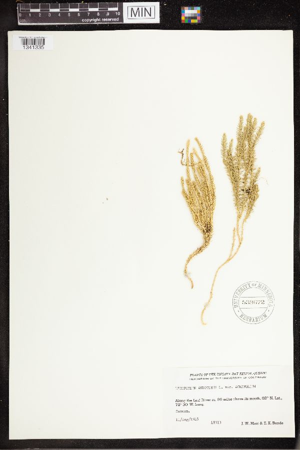 Spinulum annotinum subsp. annotinum image