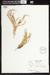 Spinulum annotinum subsp. annotinum image