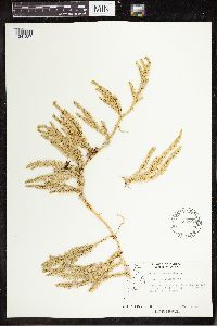 Spinulum annotinum subsp. annotinum image