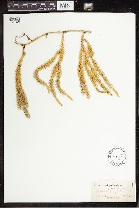 Spinulum annotinum subsp. annotinum image