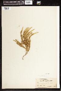 Spinulum annotinum subsp. annotinum image