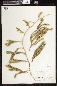 Spinulum annotinum subsp. annotinum image