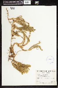 Spinulum annotinum subsp. annotinum image