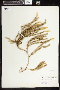 Spinulum annotinum subsp. annotinum image