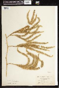 Spinulum annotinum subsp. annotinum image