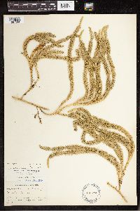 Spinulum annotinum subsp. annotinum image