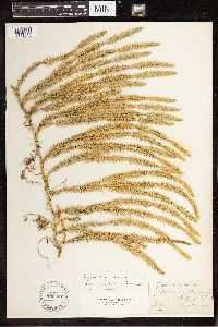 Spinulum annotinum subsp. annotinum image