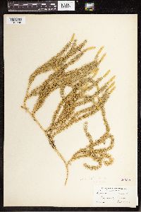 Spinulum annotinum subsp. annotinum image