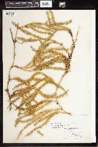 Spinulum annotinum subsp. annotinum image