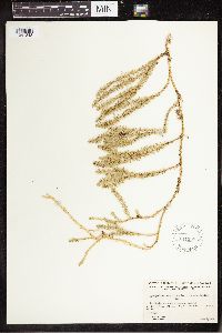 Spinulum annotinum subsp. annotinum image