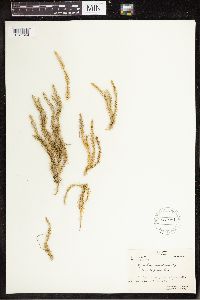 Spinulum annotinum subsp. annotinum image