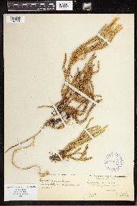 Spinulum annotinum subsp. annotinum image