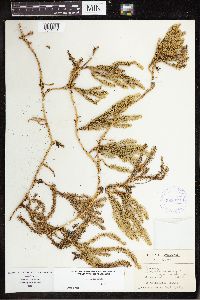 Spinulum annotinum subsp. annotinum image