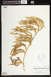 Spinulum annotinum subsp. annotinum image