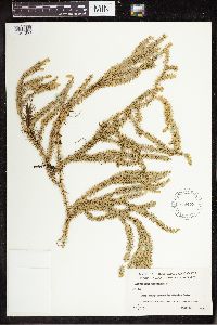 Spinulum annotinum subsp. annotinum image