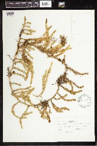 Spinulum annotinum subsp. annotinum image