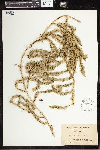 Spinulum annotinum subsp. annotinum image