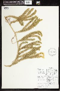 Spinulum annotinum subsp. annotinum image