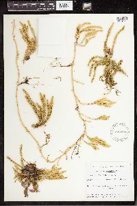 Spinulum annotinum subsp. annotinum image