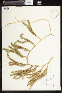 Spinulum annotinum subsp. annotinum image