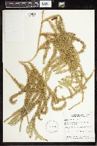 Spinulum annotinum subsp. annotinum image