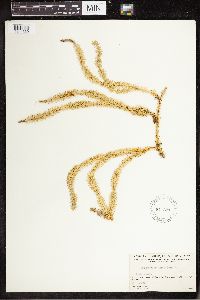 Spinulum annotinum subsp. annotinum image