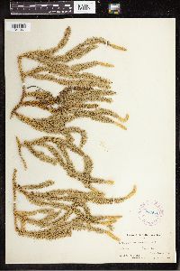 Spinulum annotinum subsp. annotinum image