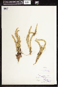 Spinulum annotinum subsp. annotinum image