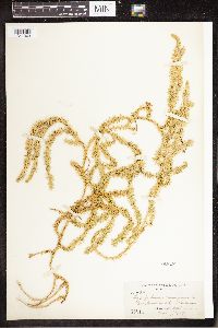 Spinulum annotinum subsp. annotinum image