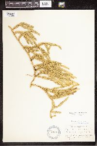 Spinulum annotinum subsp. annotinum image