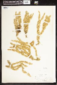 Spinulum annotinum subsp. annotinum image