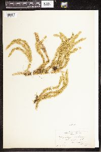 Spinulum annotinum subsp. annotinum image