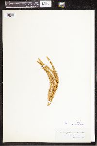 Spinulum annotinum subsp. annotinum image