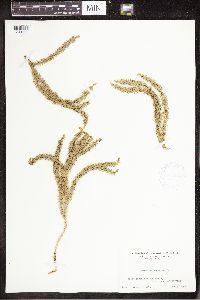 Spinulum annotinum subsp. annotinum image