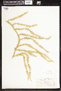 Spinulum annotinum subsp. annotinum image