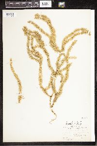 Spinulum annotinum subsp. annotinum image