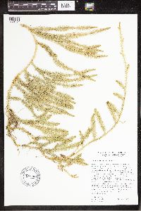 Spinulum annotinum subsp. annotinum image